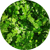 cilantro